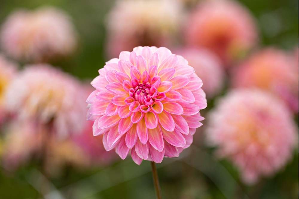 Dahlia 'Esli'